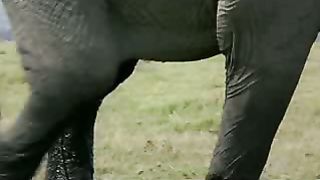 BBC: Ребятам о зверятах - Слоны