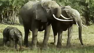 BBC: Ребятам о зверятах - Слоны