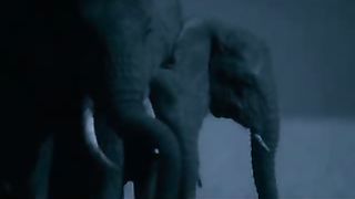 BBC: Ребятам о зверятах - Слоны