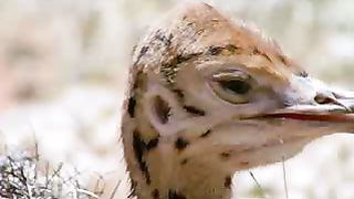 BBC: Ребятам о зверятах - Страусы