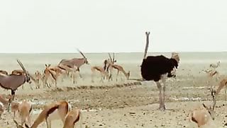 BBC: Ребятам о зверятах - Страусы