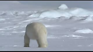 ВВС Ребятам о зверятах Белые медведи