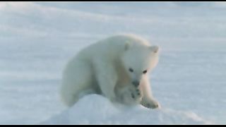 ВВС Ребятам о зверятах Белые медведи