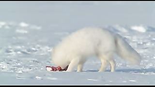 ВВС Ребятам о зверятах Белые медведи