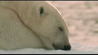 ВВС Ребятам о зверятах Белые медведи
