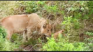 BBC: Ребятам о зверятах - Львы