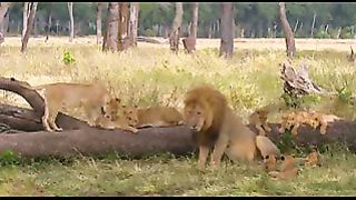 BBC: Ребятам о зверятах - Львы