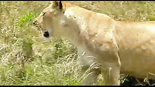 BBC: Ребятам о зверятах - Львы