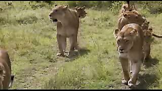 BBC: Ребятам о зверятах - Львы