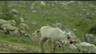 BBC: Ребятам о зверятах - Северный Олень