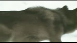 BBC: Ребятам о зверятах - Северный Олень