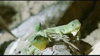 BBC: Ребятам о зверятах - Зелёные Иегуаны