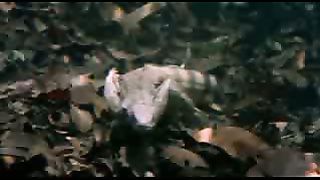 BBC: Ребятам о зверятах - Зелёные Иегуаны