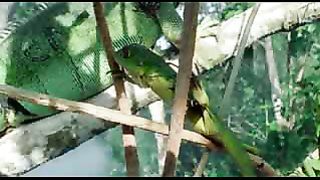 BBC: Ребятам о зверятах - Зелёные Иегуаны