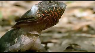 BBC: Ребятам о зверятах - Собака Динго