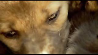 BBC: Ребятам о зверятах - Собака Динго