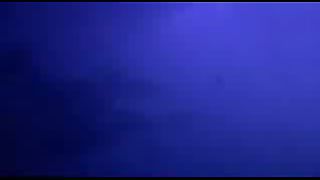 BBC: Ребятам о зверятах - Собака Динго