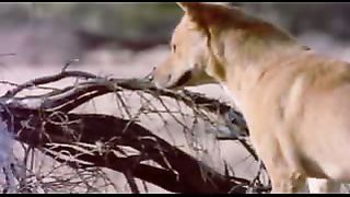 BBC: Ребятам о зверятах - Собака Динго