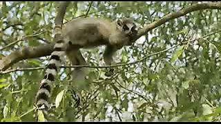 BBC: Ребятам о зверятах - Лемуры