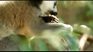 BBC: Ребятам о зверятах - Лемуры