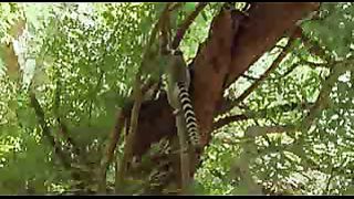 BBC: Ребятам о зверятах - Лемуры