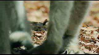 BBC: Ребятам о зверятах - Лемуры