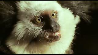 BBC: Ребятам о зверятах - Шимпанзе