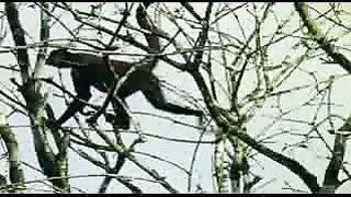 BBC: Ребятам о зверятах - Шимпанзе