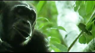 BBC: Ребятам о зверятах - Шимпанзе