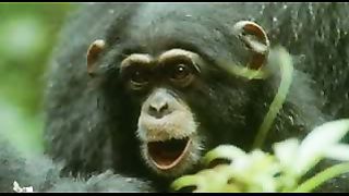 BBC: Ребятам о зверятах - Шимпанзе