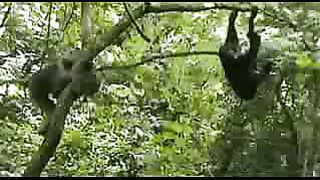 BBC: Ребятам о зверятах - Шимпанзе