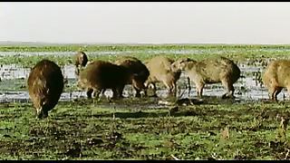 BBC: Ребятам о зверятах - Капибары