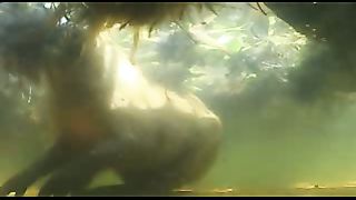 BBC: Ребятам о зверятах - Капибары