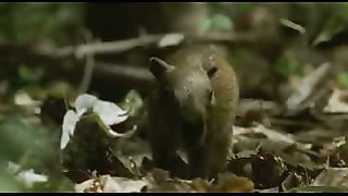 BBC: Ребятам о зверятах - Капибары