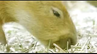 BBC: Ребятам о зверятах - Капибары