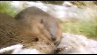 BBC: Ребятам о зверятах - Бобры