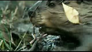 BBC: Ребятам о зверятах - Бобры