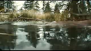 BBC: Ребятам о зверятах - Бобры