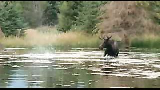 BBC: Ребятам о зверятах - Бобры