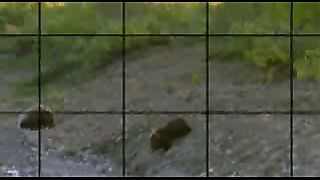 BBC: Ребятам о зверятах - Медведи Гризли