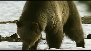 BBC: Ребятам о зверятах - Медведи Гризли