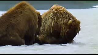 BBC: Ребятам о зверятах - Медведи Гризли
