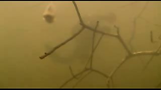 BBC: Ребятам о зверятах - Выдры