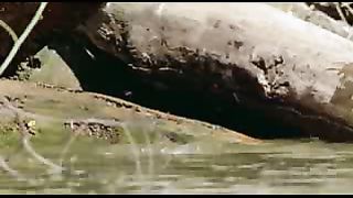 BBC: Ребятам о зверятах - Выдры