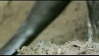 BBC: Ребятам о зверятах - Выдры