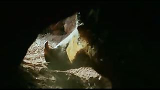 BBC: Ребятам о зверятах - Бородавочники