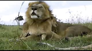 BBC: Ребятам о зверятах - Бородавочники