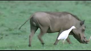 BBC: Ребятам о зверятах - Бородавочники