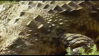 BBC: Ребятам о зверятах - Крокодилы