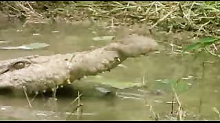 BBC: Ребятам о зверятах - Крокодилы